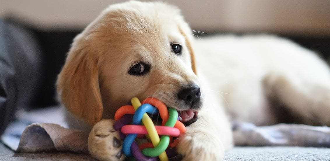 chewing-toy